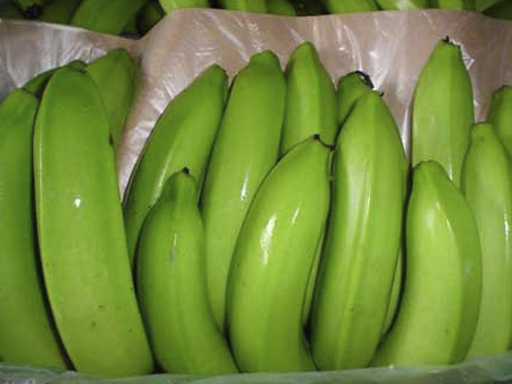 Cavendish banana (Green Bananas)