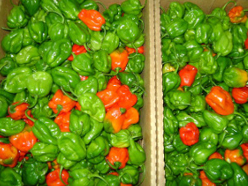 Hot Pepper (Capsicum chinense)