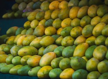 Fresh mangoes at the stall. Neatly arranged.